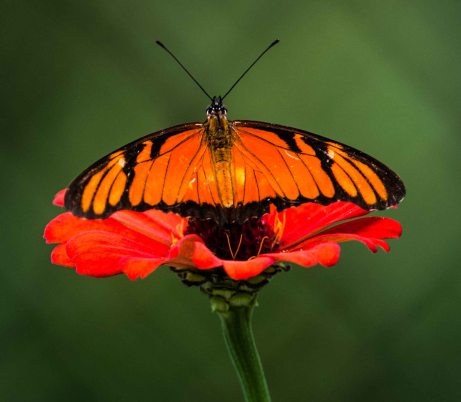 Heliconian Species Butterfly, Panama