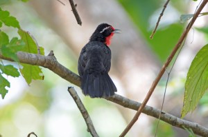 2318625080_9d0b3e5661_o