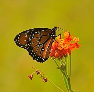 2990746480_71699871f2_o