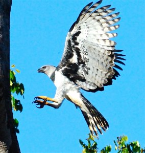Harpy Eagle Flight