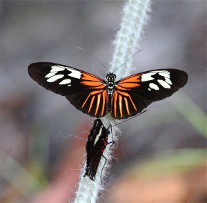 Erato Longwing Butterfly