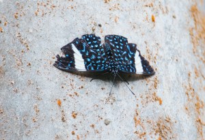 8324504576_23ca27b490_o