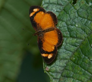 8326680912_bc84c9f57e_o