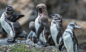 9375880773_5af1547a72_o