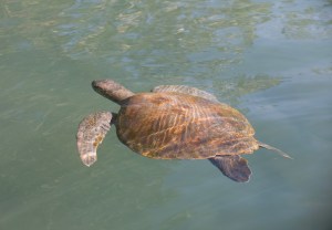 Galapagos Turtel