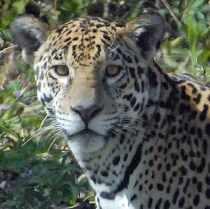 2105389084_0fd333e06b_o