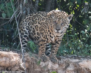 15134740956_167ed3473d_o